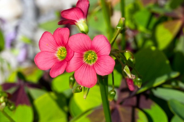 Čtyřlístek - Oxalis tetraphylla