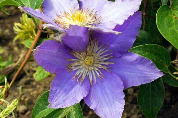 Plamének - Clematis "Rhapsody"