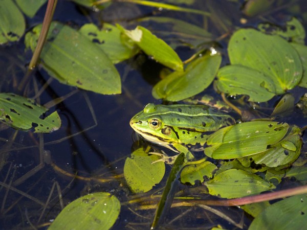 Skokan zelený Pelophylax esculentus