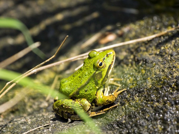 Skokan zelený Pelophylax esculentus