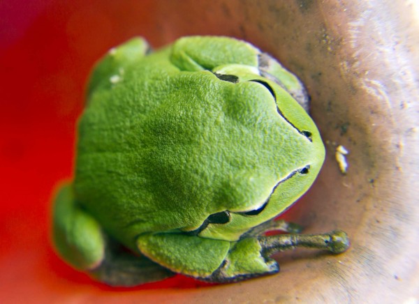 Rosnička zelená (též rosnička stromová; Hyla arborea)