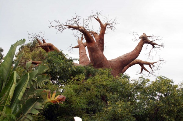 Baobab jako živý, bohužel jen betonová imitace