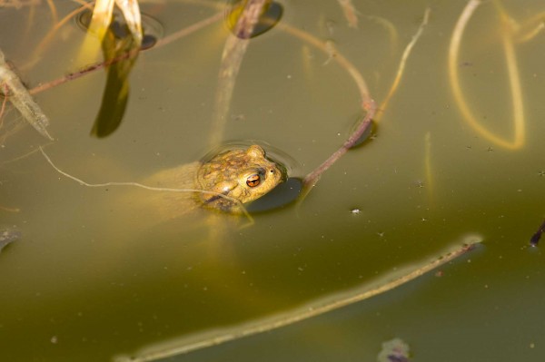 Ropucha obecná severní - Bufo bufo bufo