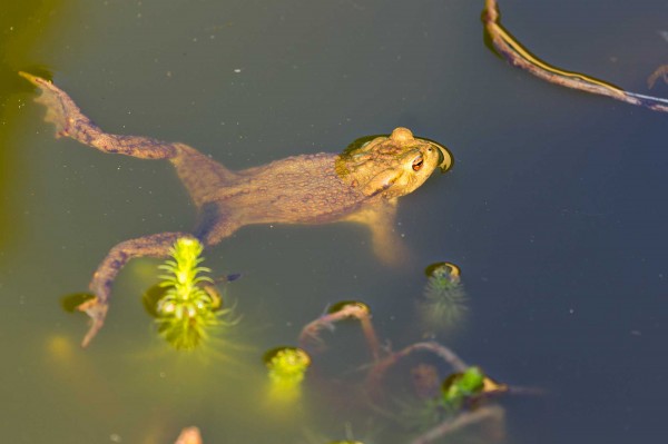 Ropucha obecná severní - Bufo bufo bufo