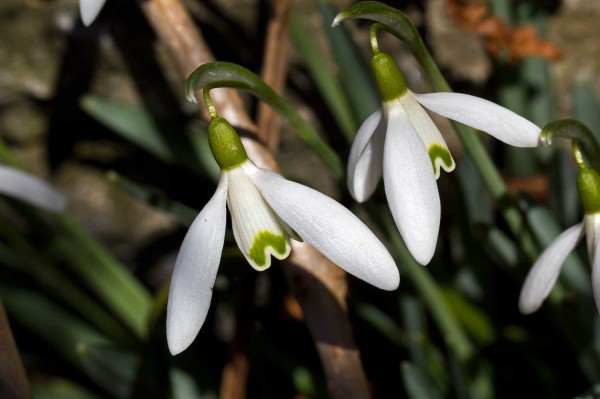 Sněženka - Galanthus L.