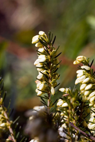 Vřes obecný - Calluna vulgaris