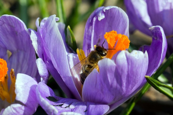 Šafrán spišský - Crocus discolor G. Reuss