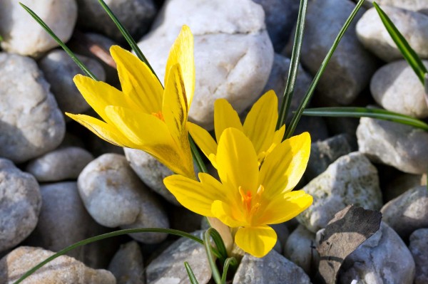 Krokus žlutý (Šafrán zlatý) - Crocus chrysanthus 'Gipsy Girl'