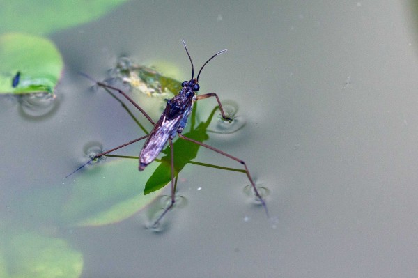 Bruslařka obecná - Gerris lacustris