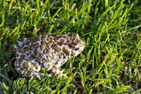 Ropucha zelená (Bufotes viridis)